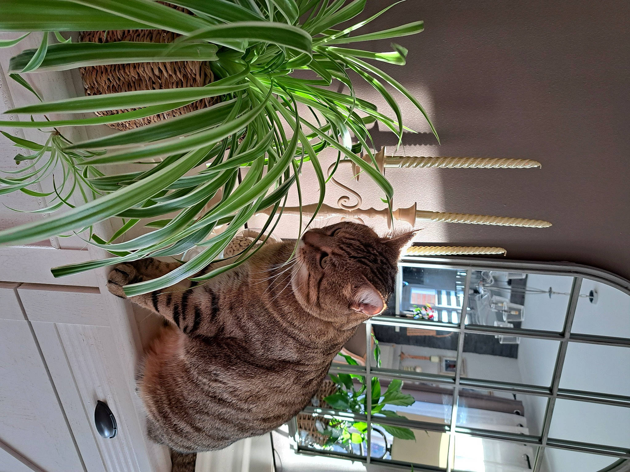 Simba