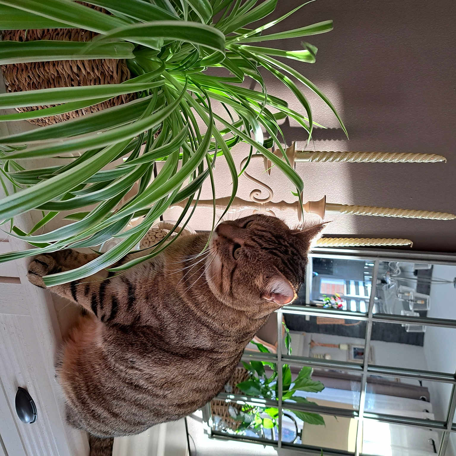 Simba