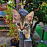 Loullig participe au concours pour gagner de l'argent avec cette photo : animal, backyard, cat, close_up, curious, daylight, ears, eyes, fence_post, garden, greenery, kitten, nature, outdoor, pet, plants, small, whiskers, wooden_fence, young_cat