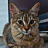 Loullig a rejoint le concours — aidez-le/la à gagner de superbes lots ! animal, cat, close_up, curious, cute, domestic_animal, ears, eyes, feline, fluffy, fur, indoor, mammal, pet, portrait, relaxed, sitting, tabby_cat, television, whiskers