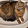 Loullig a rejoint le concours — aidez-le/la à gagner de superbes lots ! cat, tabby, green_eyes, sink, water_droplets, feline, pet, fur, whiskers, ears, curious, domestic_animal, indoor, cute, animal, mammal, resting, closeup, portrait, household