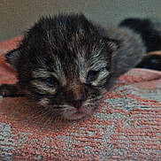 Loullig participe au concours pour gagner de l'argent avec cette photo : kitten, cat, baby_animal, feline, sleepy, fur, towel, orange, cute, indoor, closeup, texture, animal, pet, young, resting, soft, small, cozy, lying_down