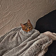 Erza a rejoint le concours — aidez-le/la à gagner de superbes lots ! animal, blanket, cat, comfort, couch, cozy, cute, fur, furry, home, indoor, pet, relaxed, resting, snug, soft, texture, wall, warm, wrapped