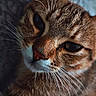 cat, tabby, close_up, whiskers, fur, pet, animal, face, portrait, eyes, ears, indoor, feline, texture, shadow, brown, orange, white, cute, domestic