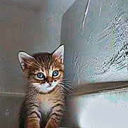 Erza a rejoint le concours — aidez-le/la à gagner de superbes lots ! kitten, cat, tabby, young_animal, pet, fur, whiskers, curious, indoor, wooden_floor, wall, peeling_paint, small, cute, animal, mammal, feline, sitting, eyes, portrait