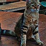 Hinata participe au concours pour gagner de l'argent avec cette photo : animal, cactus, calm, cat, daylight, ears, feline, fur, nature, outdoor, paw, pet, plant, quiet, sitting, tabby, tail, whiskers, wood, wooden_deck