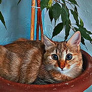 Hinata participe au concours pour gagner de l'argent avec cette photo : cat, plant_pot, indoor, green_leaves, blue_wall, curious, feline, pet, animal, closeup, cute, whiskers, ears, eyes, fur, resting, cozy, terracotta, nature, houseplant