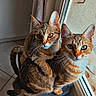 Rocket participe au concours pour gagner de l'argent avec cette photo : cat, tabby_cat, indoor, window, sunlight, tile_floor, container, two_animals, pets, feline, playful, close_together, paw, striped_fur, animal_pair, domestic_cat, curious, looking_out, cozy, home