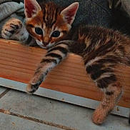 Rocket participe au concours pour gagner de l'argent avec cette photo : kitten, cat, tabby, pet, animal, cute, feline, paw, ears, floor, tile, wood, resting, lying_down, indoor, curious, young, striped, domestic_cat, cozy