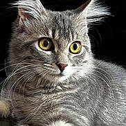 Mia joined the competition — help win amazing prizes! cat, gray_tabby, close_up, golden_eyes, whiskers, fluffy_fur, pet, animal, feline, portrait, indoor, soft_light, alert, cute, mammal, domestic, fur_texture, face, ears, nose
