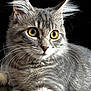 cat, gray_tabby, close_up, golden_eyes, whiskers, fluffy_fur, pet, animal, feline, portrait, indoor, soft_light, alert, cute, mammal, domestic, fur_texture, face, ears, nose