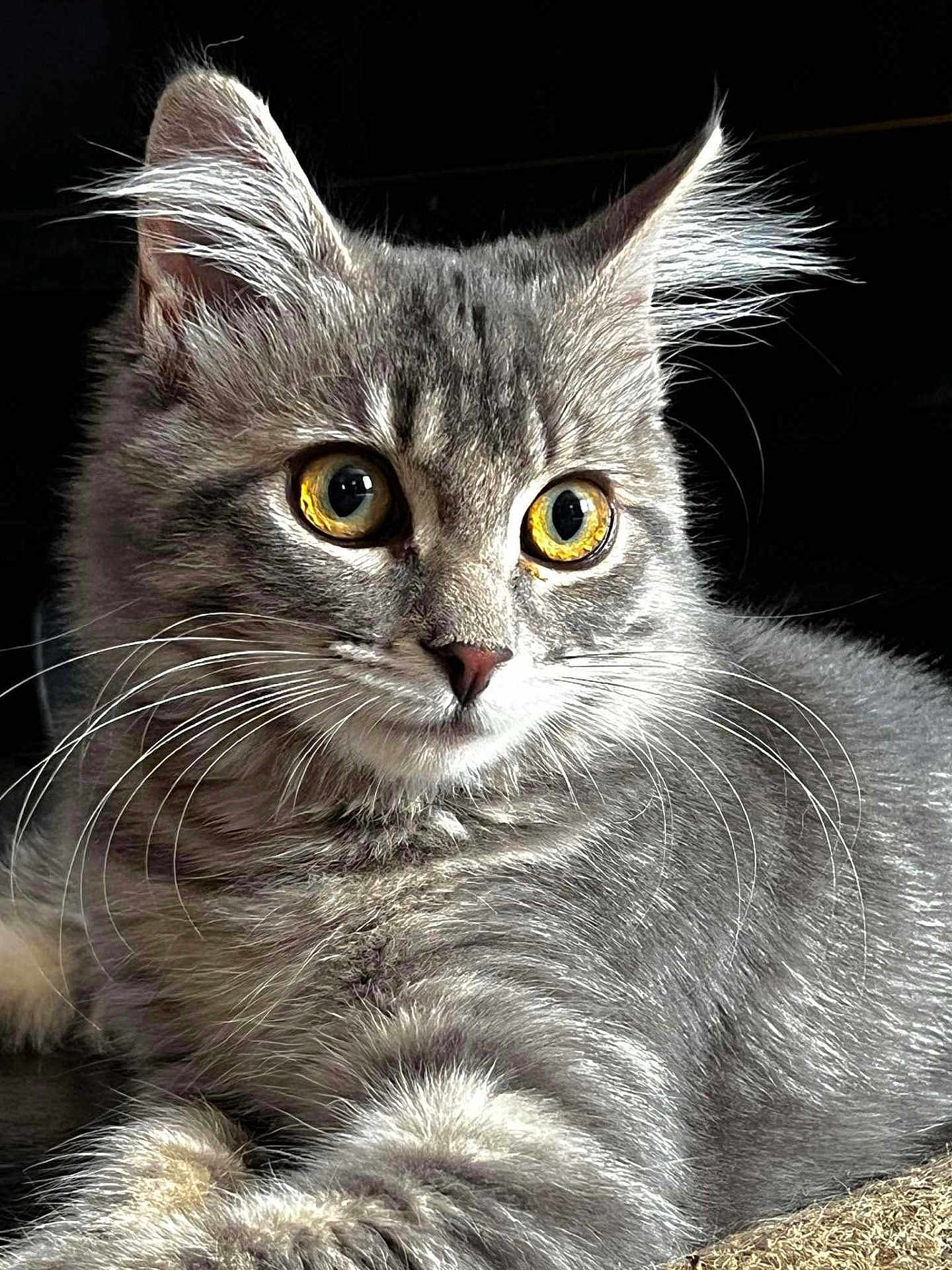 Mia