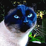 Brutus joined the competition — help win amazing prizes! cat, siamese_cat, blue_eyes, whiskers, close_up, pet, animal, feline, outdoor, nature, fur, face, portrait, ears, alert, looking, daylight, greenery, domestic_animal