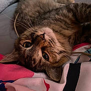 Autumn joined the competition — help win amazing prizes! cat, tabby_cat, pet, feline, whiskers, fur, close_up, bed, blanket, bedding, cozy, indoors, cute, portrait, lying_down, pink_pattern, patterned_fabric, eyes, relaxed, nose