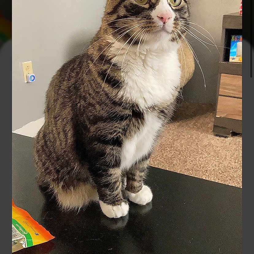 Mo