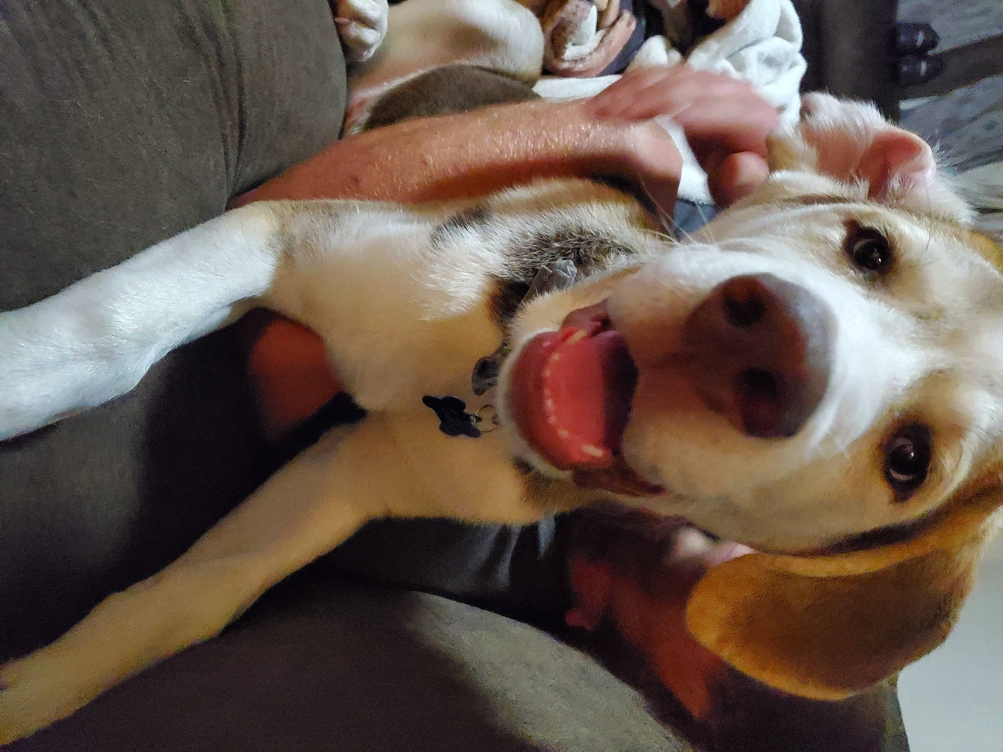 Cal is registered to the contest to win money with this photo: canidae, cardigan_welsh_corgi, carnivore, companion_dog, dog, dog_breed, ear, fawn, lurcher, mammal, nose, puppy, puppy_love, snout, sporting_group