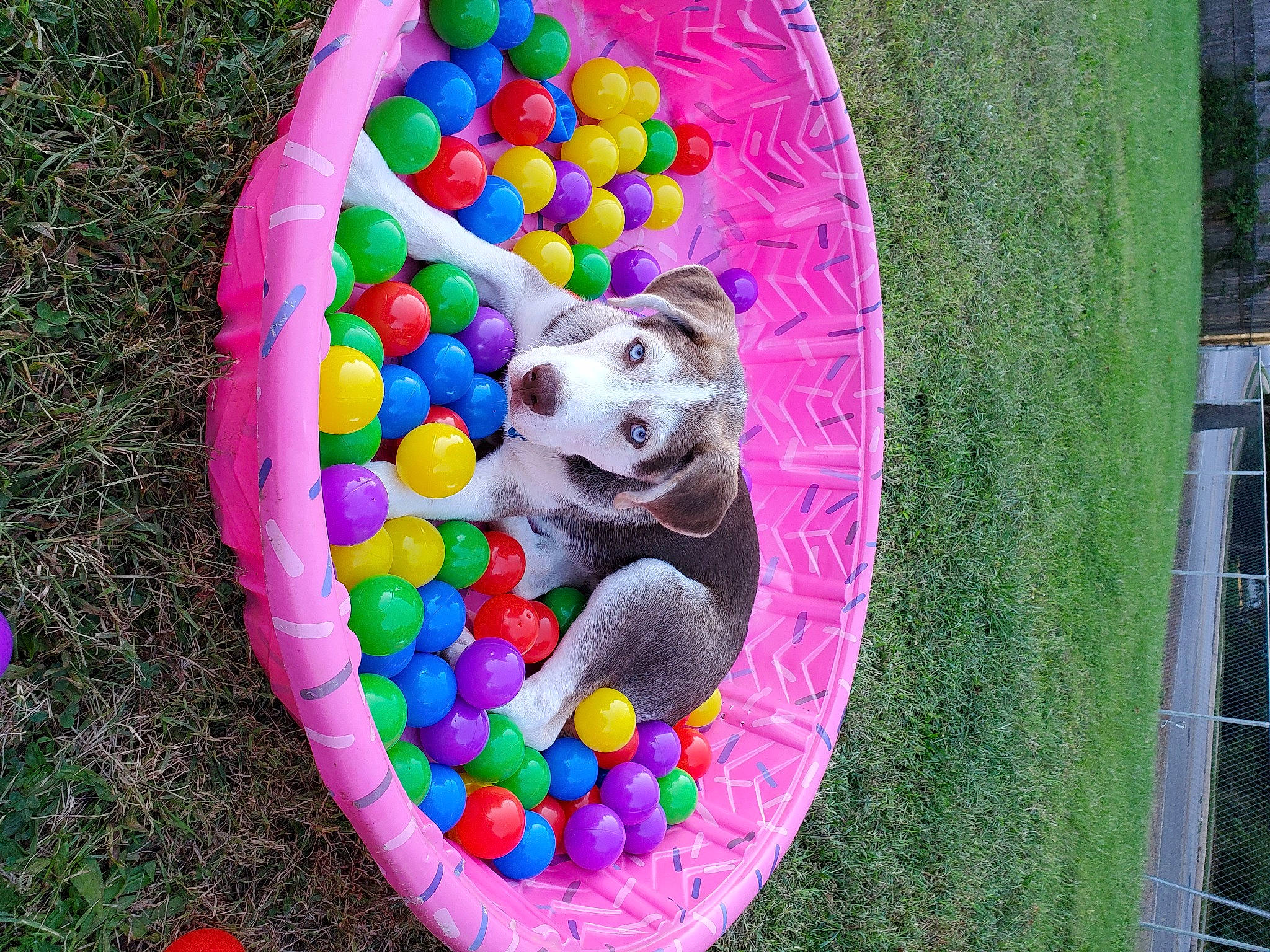 Cal joined the competition — help win amazing prizes! ball_pit, easter, easter_egg, party_supply, toy