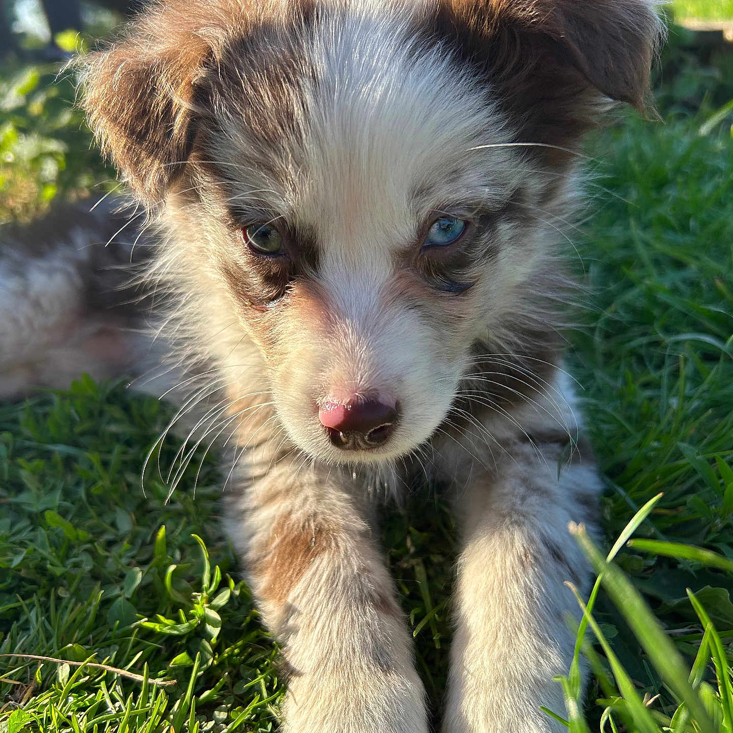 Aria participe au concours pour gagner de l'argent avec cette photo : animal, canine, cockerspaniel, collie, dog, eskimodog, field, grass, grassland, husky, lawn, nature, outdoors, papillon, pet, plant, poodle, puppy, terrier, whitedog