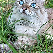 Magnolia is registered to the contest to win money with this photo: animal, blue_eyes, cat, close_up, curious, cute, daylight, fluffy, fur, grass, looking_up, lying_down, mammal, nature, outdoor, pet, portrait, soft, whiskers, wildlife