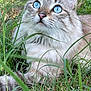 animal, blue_eyes, cat, close_up, curious, cute, daylight, fluffy, fur, grass, looking_up, lying_down, mammal, nature, outdoor, pet, portrait, soft, whiskers, wildlife