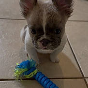 Teddy joined the competition — help win amazing prizes! puppy, dog, toy, rope_toy, floor, tile_floor, indoor, pet, small_dog, ears, brown_and_white, cute, sitting, looking_at_camera, animal, young_dog, playful, companion, domestic_animal, pet_toy