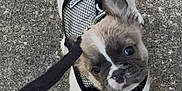 Teddy is registered to the contest to win money with this photo: puppy, dog, leash, harness, outdoor, concrete, pet, animal, cute, young, small, walking, looking_up, fur, black_and_white, canine, adorable, companion, pet_accessory, curious