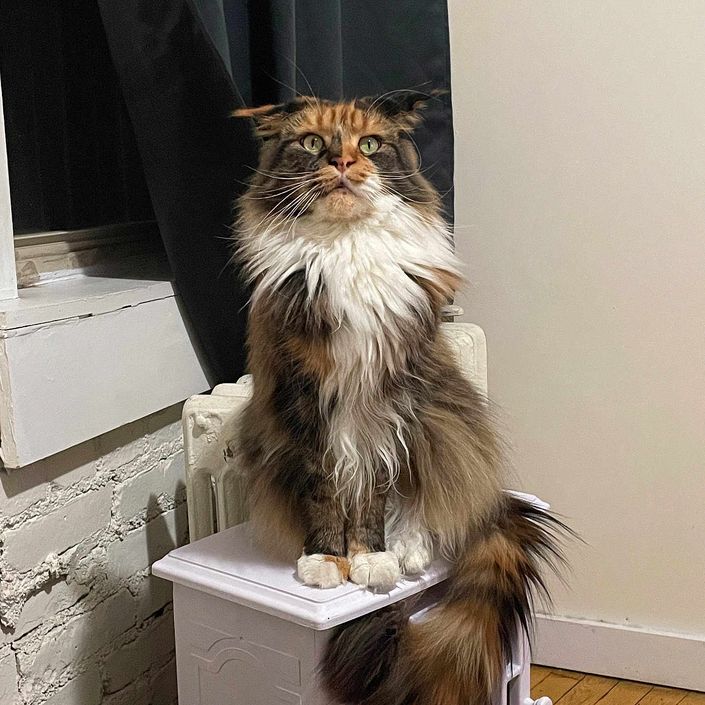 Stella joined the competition — help win amazing prizes! brick_wall, calm, cat, curtain, cute, domestic_animal, feline, fluffy, fur, heater, indoor, long_hair, pet, portrait, sitting, tail, whiskers, white, window, wood_floor