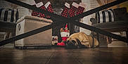 Titus is registered to the contest to win money with this photo: chair, christmas_stockings, cozy, curtains, cushion, decorations, dog, festive, fireplace, floor, holiday_decor, home, indoors, living_room, ornaments, pet, plaid, resting, stuffed_toys, wood_floor
