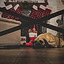 chair, christmas_stockings, cozy, curtains, cushion, decorations, dog, festive, fireplace, floor, holiday_decor, home, indoors, living_room, ornaments, pet, plaid, resting, stuffed_toys, wood_floor