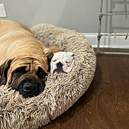 Titus joined the competition — help win amazing prizes! animal, bed, brown, comfort, companion, cozy, cute, dog, floor, friendship, fur, home, indoor, pet, puppy, relax, resting, sleeping, snuggle, white