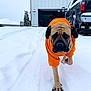 Titus joined the competition — help win amazing prizes! animal, canine, cold, daytime, dog, driveway, front_view, fur, house, large_dog, orange_jacket, outdoor, pet, pickup_truck, residential, snow, snow_covered, vehicle, walking, winter