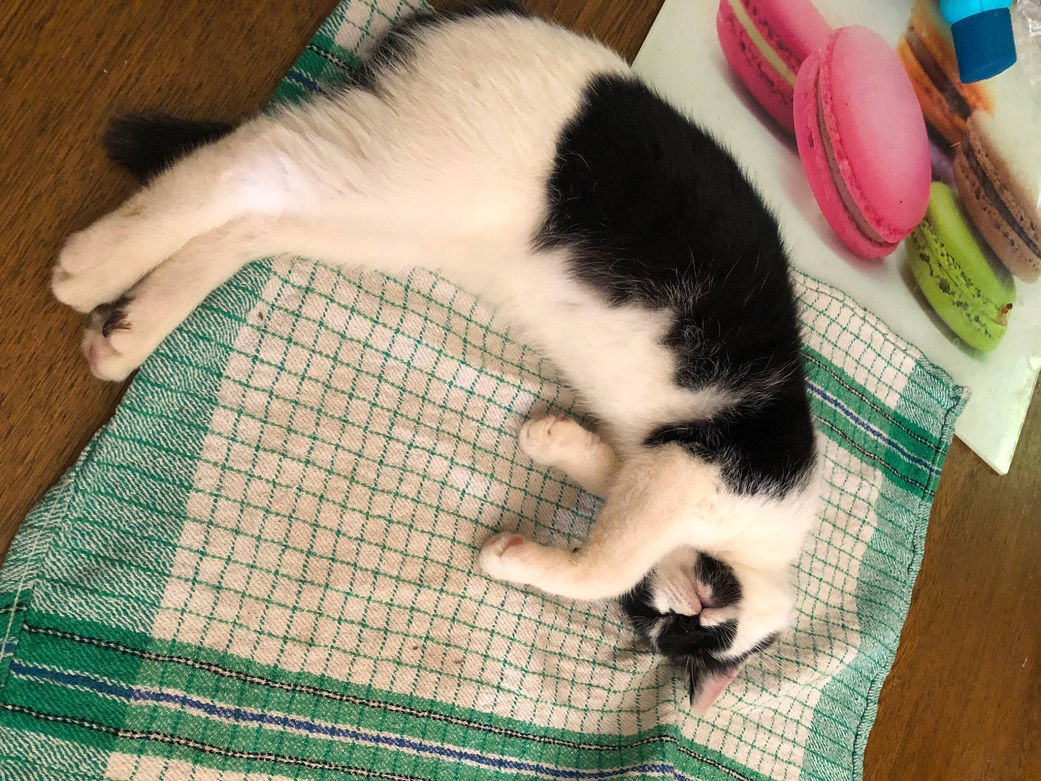 Nounette participe au concours pour gagner de l'argent avec cette photo : canidae, carnivore, cat, domestic_short_haired_cat, felidae, fur, kitten, nap, paw, polydactyl_cat, small_to_medium_sized_cats, snout, tail, whiskers