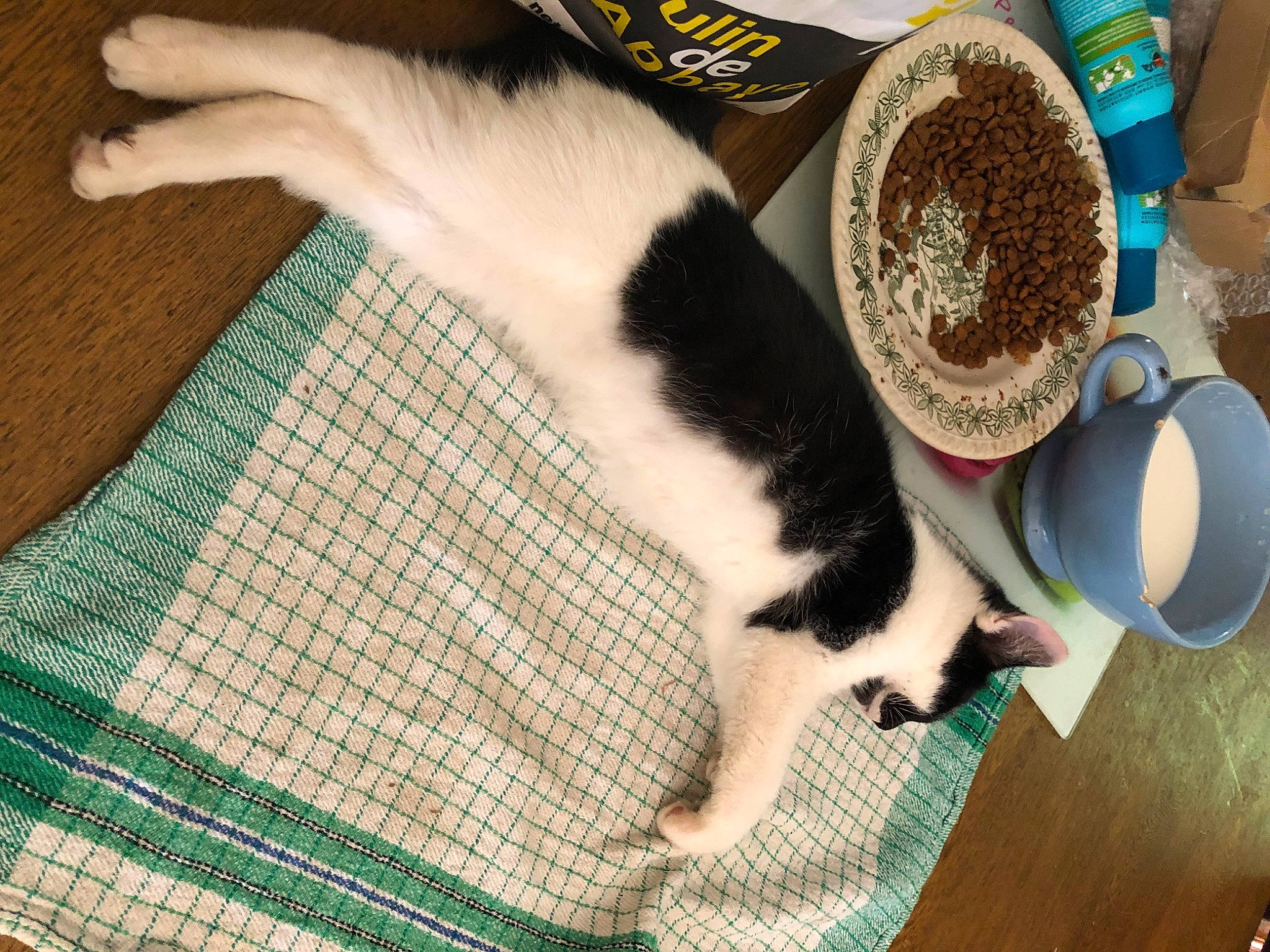 Nounette participe au concours pour gagner de l'argent avec cette photo : canidae, carnivore, cat, felidae, kitten, paw, play, small_to_medium_sized_cats, whiskers