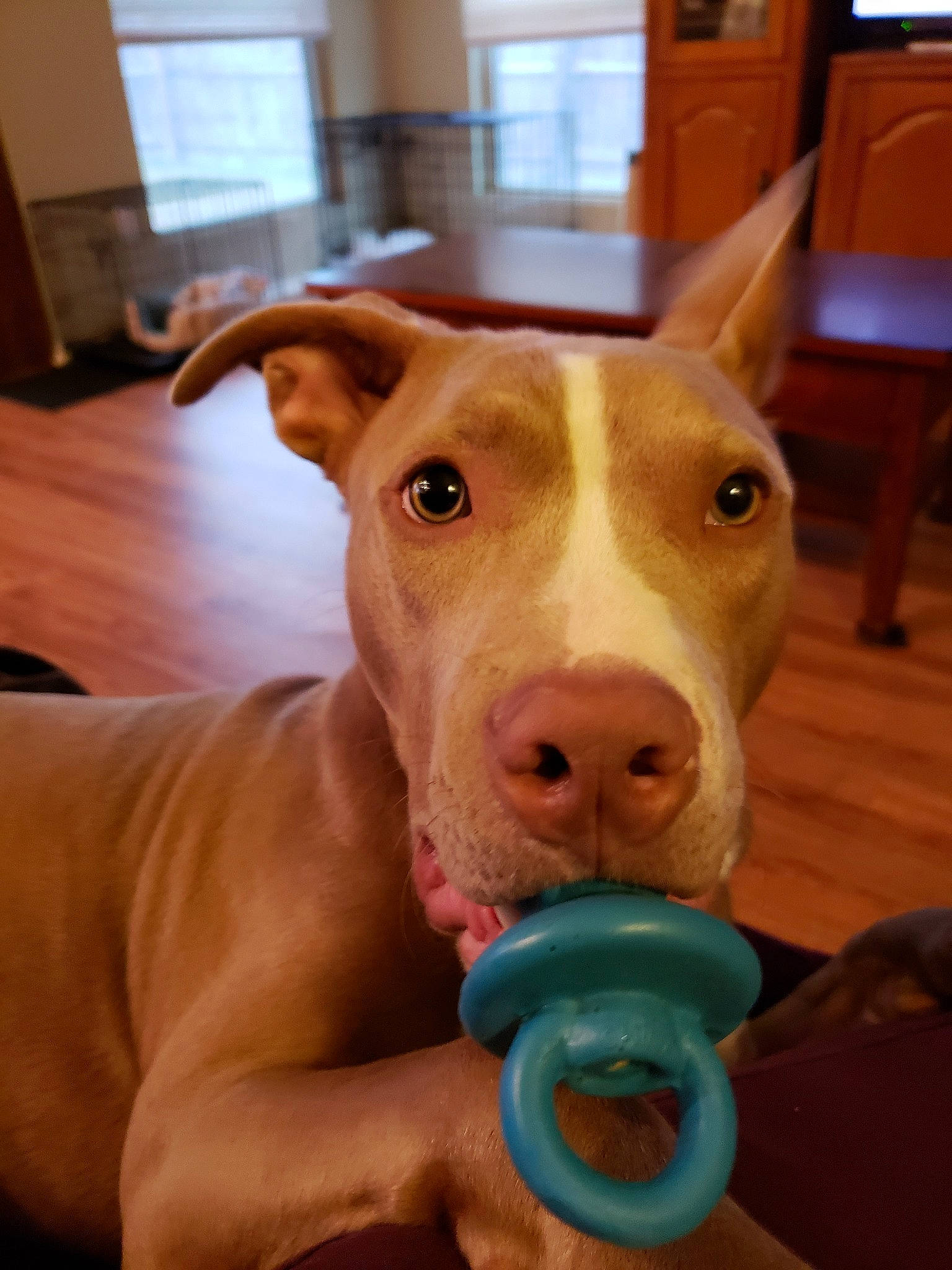 Ares is registered to the contest to win money with this photo: american_pit_bull_terrier, carnivoran, dog, dog_breed, dog_like_mammal, ear, headwear, nose, person, pit_bull, snout
