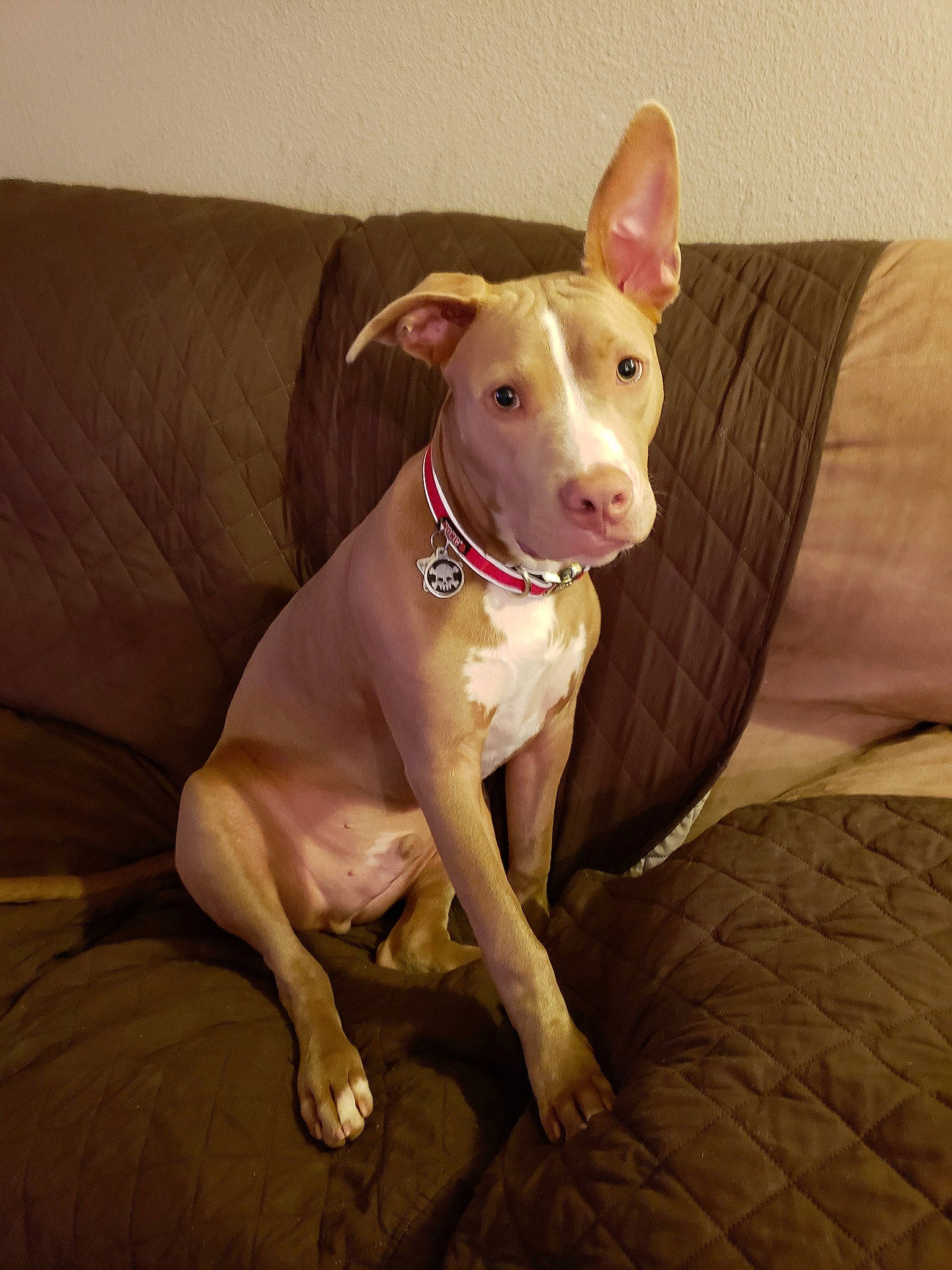 Ares joined the competition — help win amazing prizes! american_pit_bull_terrier, american_staffordshire_terrier, carnivoran, dog, dog_breed, dog_like_mammal, ear, fawn, nose, old_english_terrier, pit_bull, snout, whiskers