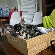 Aglaé a rejoint le concours — aidez-le/la à gagner de superbes lots ! animal, cat, chair, cozy, cute, domestic, furniture, household, indoor, kitten, nap, pet, relaxed, remote_control, resting, sleeping, tabby, table, towel, wooden_tray