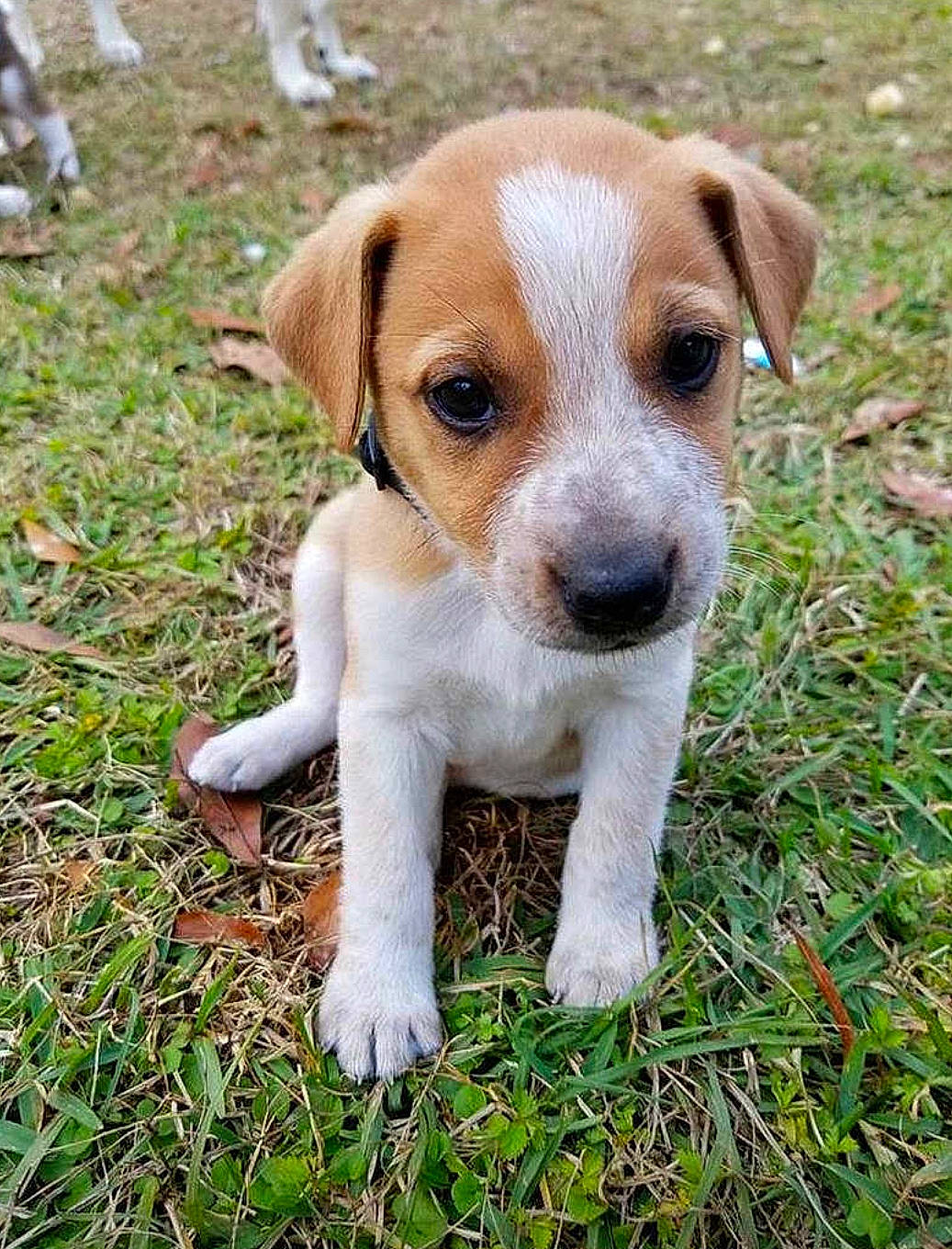 Mark is registered to the contest to win money with this photo: beagle, canidae, carnivore, companion_dog, danish_swedish_farmdog, dog, dog_breed, feist, grass, irishjacks, jack_russell_terrier, mammal, plummer_terrier, puppy, rare_breed_dog, russell_terrier, snout, sporting_group, treeing_feist, vertebrate