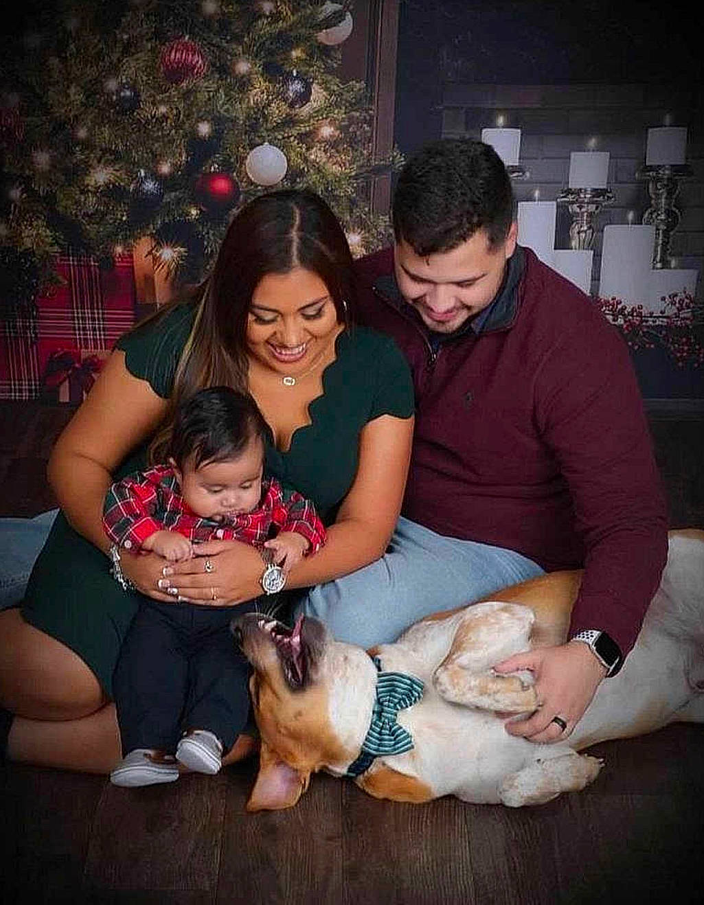 Mark joined the competition — help win amazing prizes! canidae, carnivore, companion_dog, dog, dog_breed, family, fawn, happy, lap, people, puppy_love, sporting_group