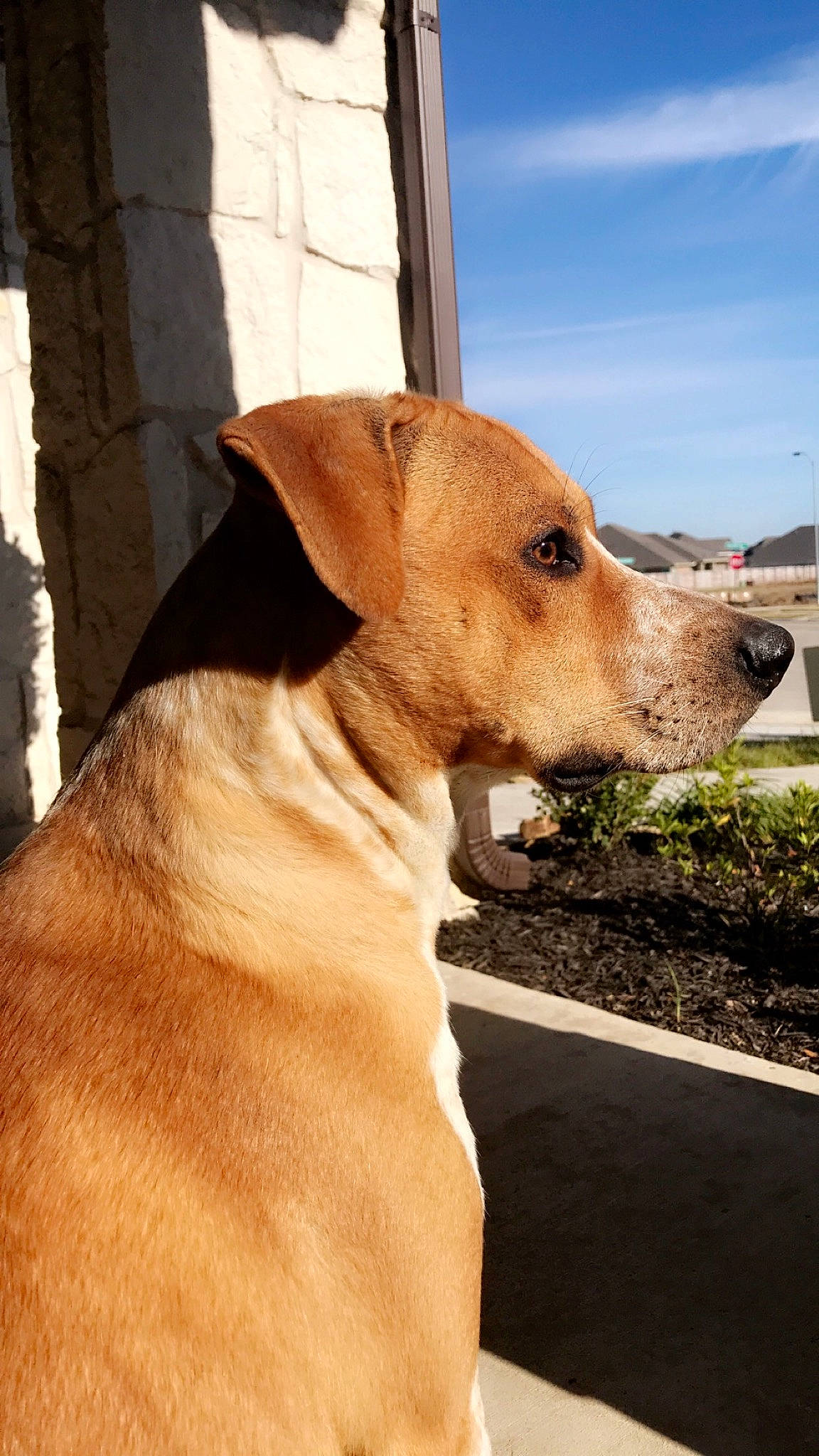 Mark is registered to the contest to win money with this photo: canidae, carnivore, companion_dog, dog, dog_breed, fawn, mammal, potcake_dog, rare_breed_dog, snout, sporting_group, vertebrate