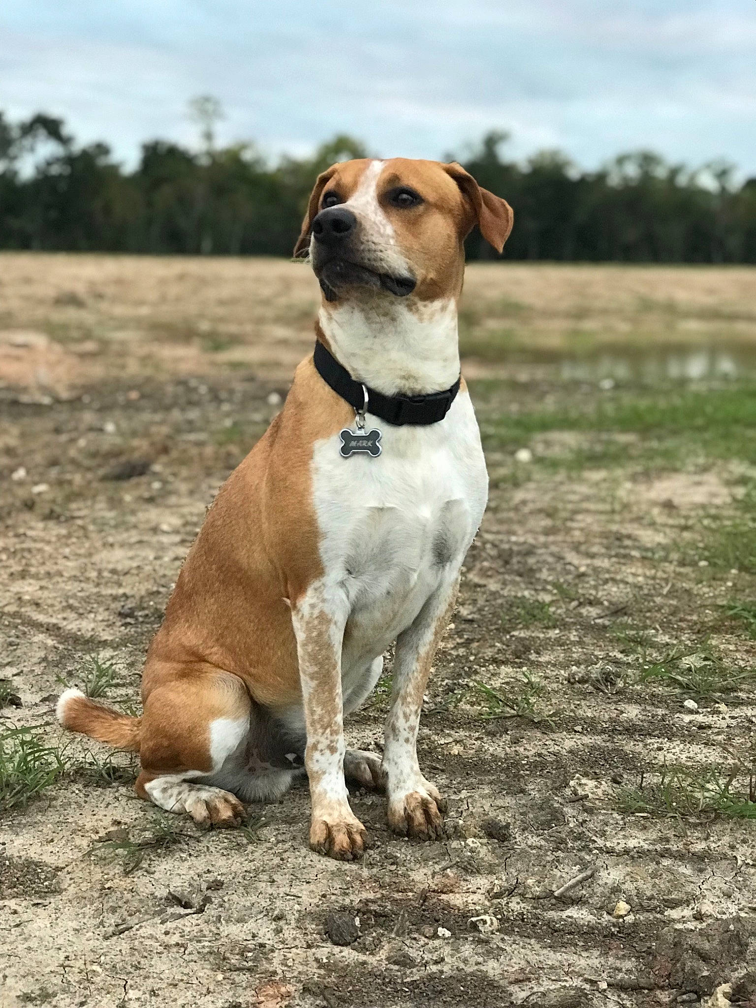 Mark is registered to the contest to win money with this photo: american_staffordshire_terrier, austrian_pinscher, beagle, canidae, carnivore, companion_dog, dog, dog_breed, fawn, harrier, hound, hunting_dog, mammal, portuguese_pointer, rare_breed_dog, sporting_group, vertebrate