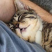 Applebee joined the competition — help win amazing prizes! animal, blue_shirt, cat, closeup, companion, cozy, cute, fabric, fur, human_arm, indoor, kitten, nap, pet, relaxation, rest, sleeping, soft, tabby, whiskers