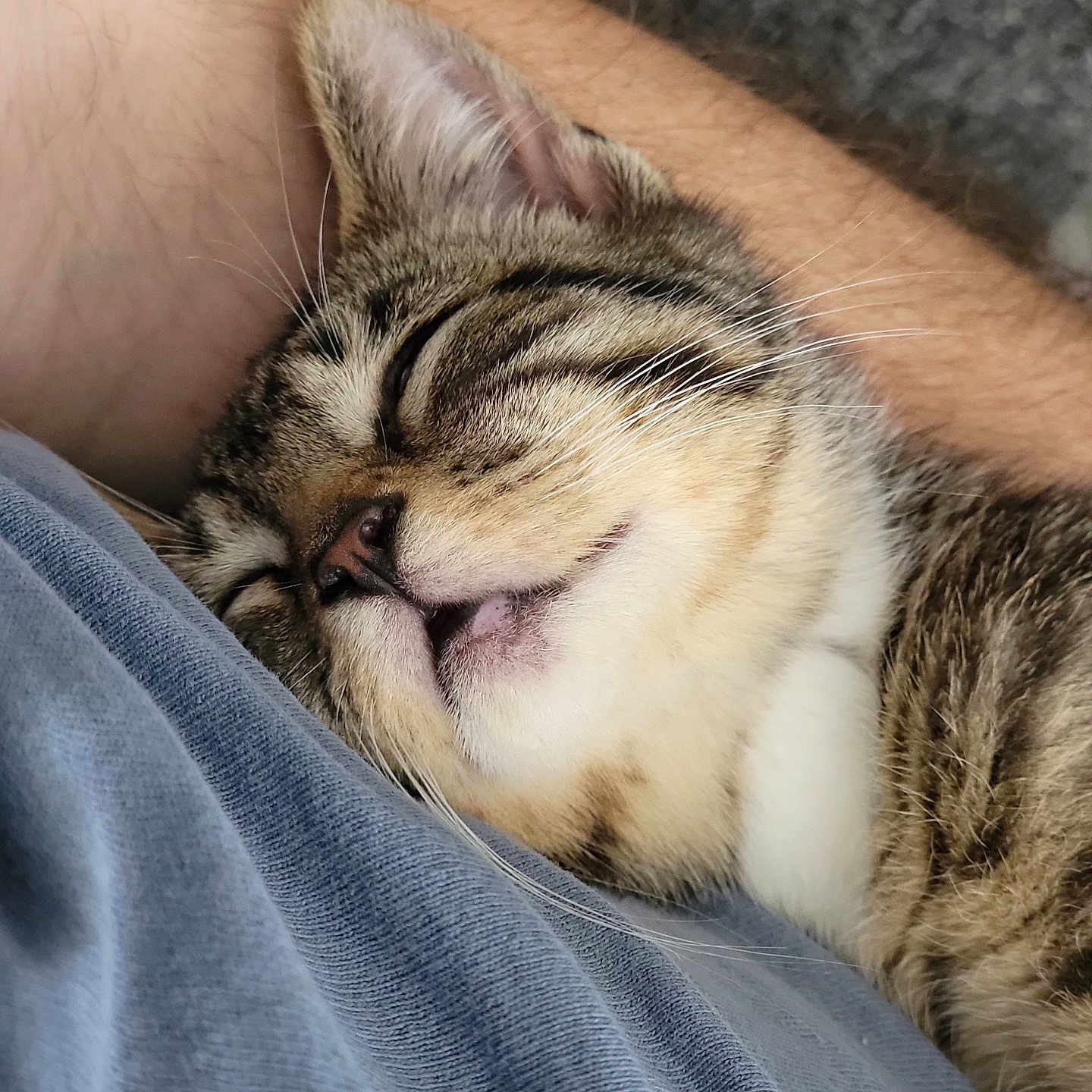 Applebee joined the competition — help win amazing prizes! animal, blue_shirt, cat, closeup, companion, cozy, cute, fabric, fur, human_arm, indoor, kitten, nap, pet, relaxation, rest, sleeping, soft, tabby, whiskers
