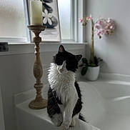 Cheshire is registered to the contest to win money with this photo: bathtub, black_and_white, candle, cat, cozy, decor, fur, houseplant, indoor, long_hair, orchid, pet, picture_frame, plant, portrait, shallow_depth_of_field, sitting, soft_lighting, tuxedo_cat, window