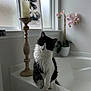 bathtub, black_and_white, candle, cat, cozy, decor, fur, houseplant, indoor, long_hair, orchid, pet, picture_frame, plant, portrait, shallow_depth_of_field, sitting, soft_lighting, tuxedo_cat, window