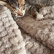 Bagherra a rejoint le concours — aidez-le/la à gagner de superbes lots ! animal, blanket, cat, comfort, cozy, cute, fur, fur_pattern, indoor, kitten, nap, paw, pet, resting, sleeping, snuggling, soft_texture, tabby, warm, young