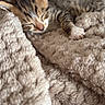 animal, blanket, cat, comfort, cozy, cute, fur, fur_pattern, indoor, kitten, nap, paw, pet, resting, sleeping, snuggling, soft_texture, tabby, warm, young