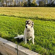 Ruckus is registered to the contest to win money with this photo: dog, outdoor, grass, wood, leash, tree, cloudy_sky, pet, canine, nature, field, greenery, daylight, fur, sitting, animal, collar, landscape, calm, leisure