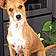 Valentin