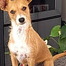 black_nose, brown_fur, canine, couch, dog, furniture, gallery_interface, home, houseplant, indoor, looking_at_camera, pet, photograph, pointy_ears, portrait, puppy, serious_expression, sitting, smartphone_screenshot, white_chest