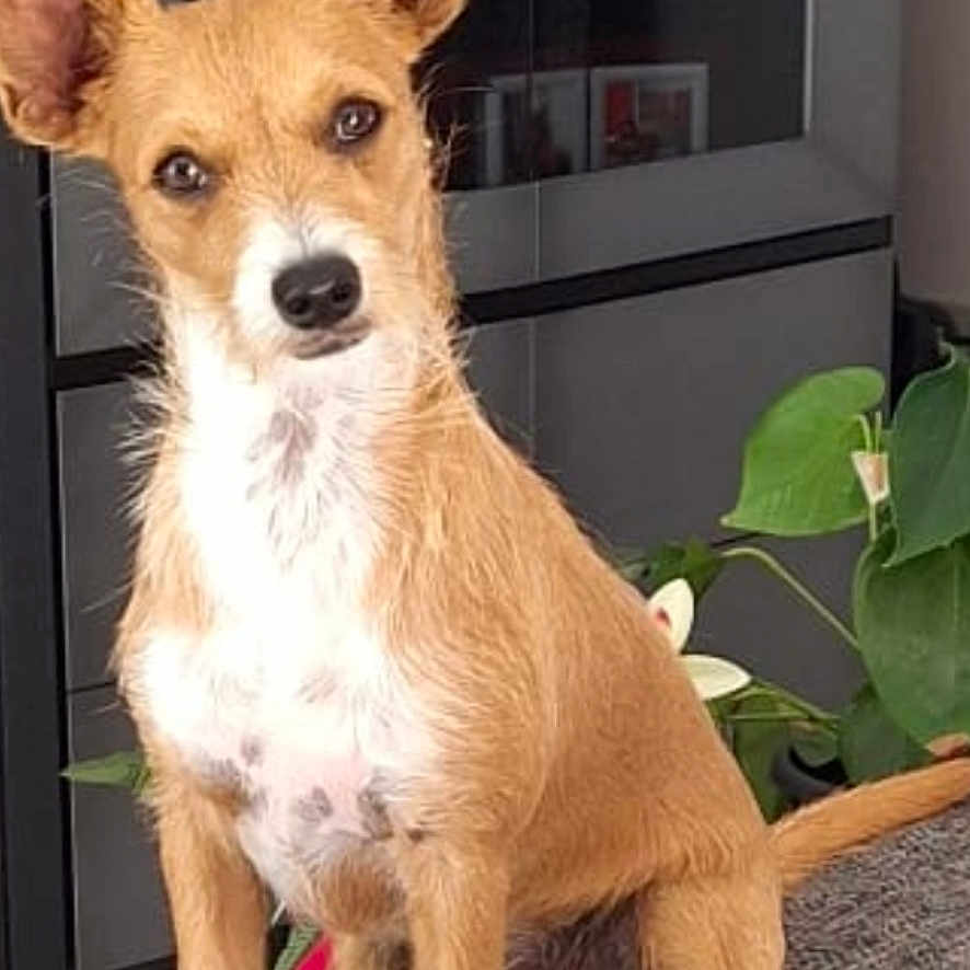 Valentin participe au concours pour gagner de l'argent avec cette photo : black_nose, brown_fur, canine, couch, dog, furniture, gallery_interface, home, houseplant, indoor, looking_at_camera, pet, photograph, pointy_ears, portrait, puppy, serious_expression, sitting, smartphone_screenshot, white_chest